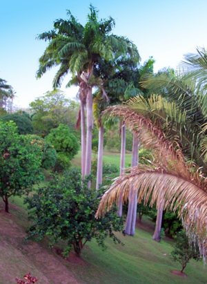 Grundst�ck vom Ferienhaus