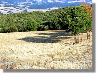 Bauland in der Toscana Bauland in der Toscana