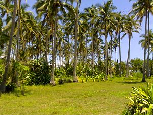 Baugrundst�ck zu den H�usern