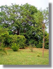 Baugrundstück in der Toskana Baugrundstück in der Toskana