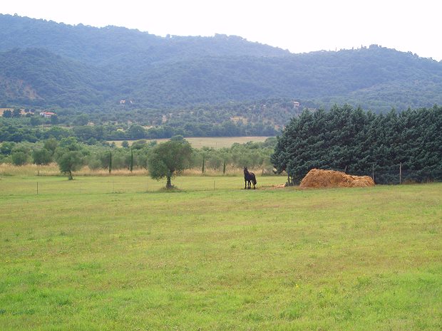 Grundstck bei Castiglione della Pescaia der Toskana in Italien