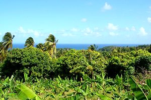 Baugrundstck mit Meerblick auf Dominica