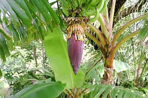 Bananenpflanzen auf dem Grundstck
