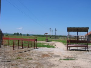 Koppel der Reitanlage in Ungarn Koppel der Reitanlage in Ungarn