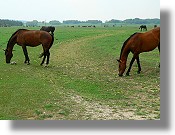 Grundstücke zur landwirtschaftlichen Nutzung in Ungarn Grundstücke zur landwirtschaftlichen Nutzung in Ungarn
