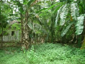 Baugrundstck in Koggala Sri Lanka