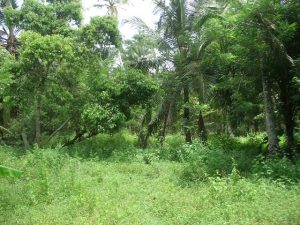 Baugrundstcke in Sri Lanka