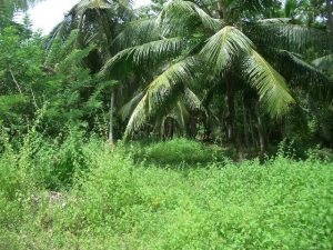 Grundstck nah dem Meer auf Sri Lanka