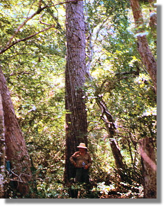 Waldgrundst�ck in Bolivien bei Robore im Departamento Santa Cruz