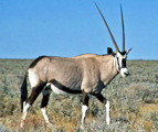 Oryx Bewohner der Baugrundstücke in Namibia