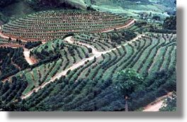 Plantagen fr Kaffeeanbau in Brasilien