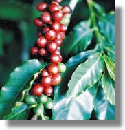 Kaffee-Plantagen in Brasilien zum Kaufen