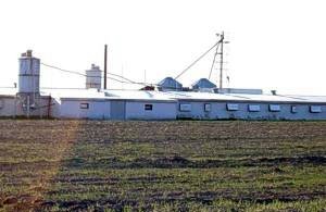 Gefl�gelzuchtbetrieb, Gefl�gelfarm, H�hnerfarm zum Kauf Verkauf