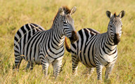 Zebras auf den Grundstücken