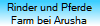Rinder und Pferde
Farm bei Arusha