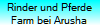 Rinder und Pferde
Farm bei Arusha