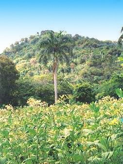 Grundstücke bei Sosua Dominikanische Republik zum Kaufen Grundstücke bei Sosua Dominikanische Republik zum Kaufen