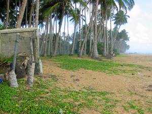 Strand nah der Apartments auf Sri Lanka