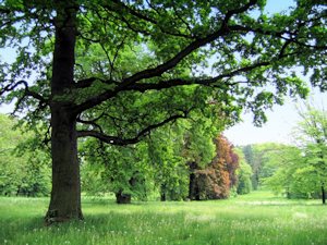Park vom Schloss