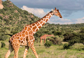 Giraffen auf den Grundstcken bei Okahandjja