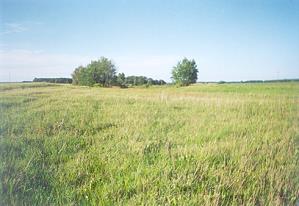 Grundstck in Witrogoszcz-Kolonia Gropolen