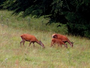 Besucher der Pension