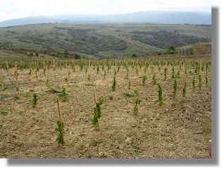 Weinberge Weinbauregion Transsilvanien bei Sibiu Rumänien Weinberge Weinbauregion Transsilvanien bei Sibiu Rumänien