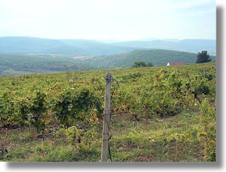 Weinberge bei Sibiu Transsilvanien Weinberge bei Sibiu Transsilvanien
