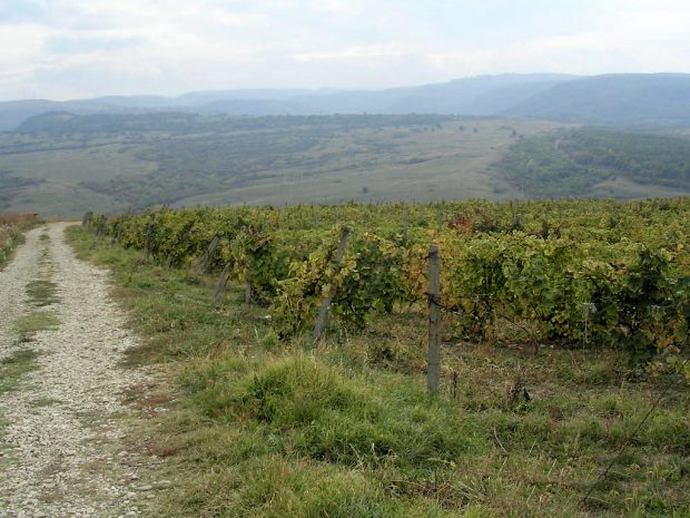 Weinberge bei Sibiu Transsilvanien Rumnien