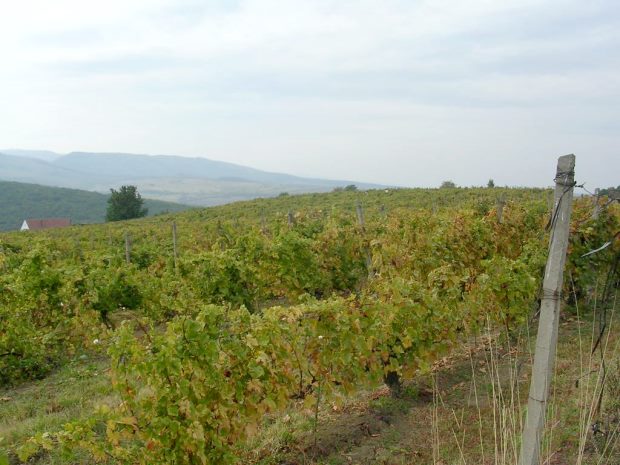 Weinberg in Rumnien bei Sibiu