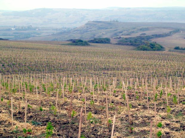 Weinberg der Weinbauregion Transsilvanien