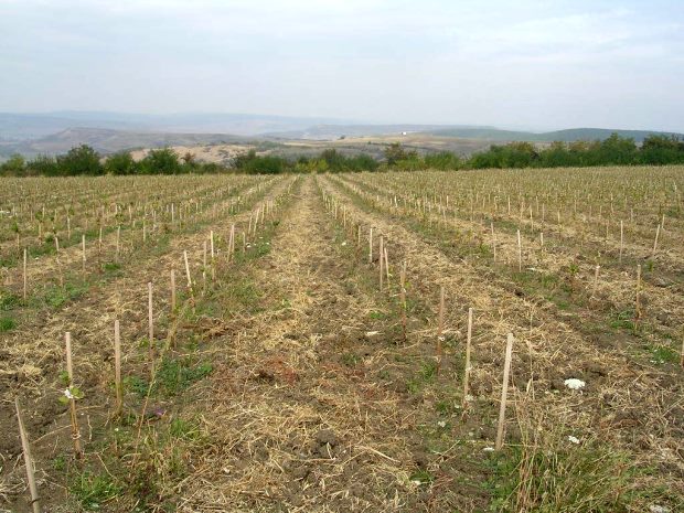 Weingarten Weinbaugebiet in Transsilvanien Rumnien