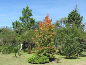 Garten Grundst�ck vom Ferienhaus