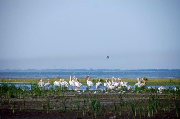 Baugrundstück im Donaudelta Tulcea von Rumänien Baugrundstück im Donaudelta Tulcea von Rumänien