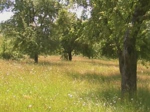 Bauland bei Orsova Mehedinti