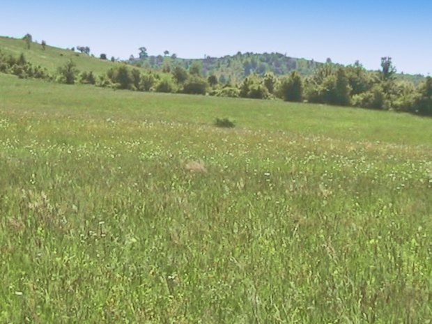 Wiese Weideland in Eselnita Orsova Rumnien