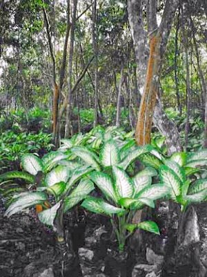 Zierpflanzen-Plantage in Mexiko
