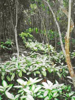 Planzenzucht Plantage auf Yucatan Mexiko