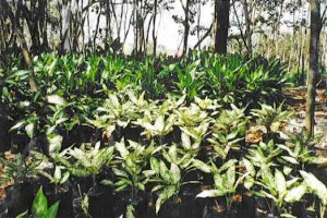 Pflanzen-Plantage bei Nuevo Xcan Yucatan