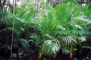 Plantage auf Yucatan bei Cancun