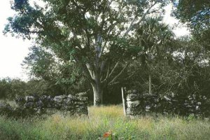 Grundst�ck der Plantage auf Yucatan