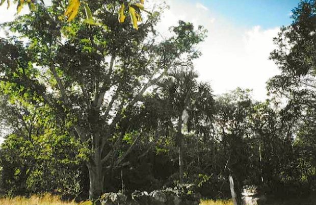 Plantage mit Bananen und Papaya Quintana Roo Yucatan