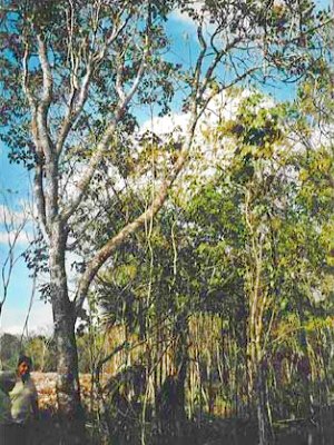 Plantagengrundst�ck auf Yucatan Mexiko