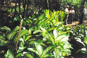 Plantage f�r Zierpflanzen auf Yucatan bei Nuevo Xcan