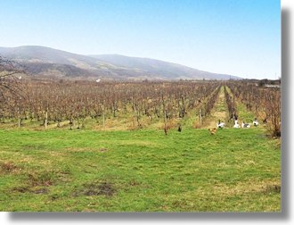 Weingut bei Arad Rumänien Weingut bei Arad Rumänien