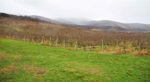 Weinberge vom Weingut bei Arad