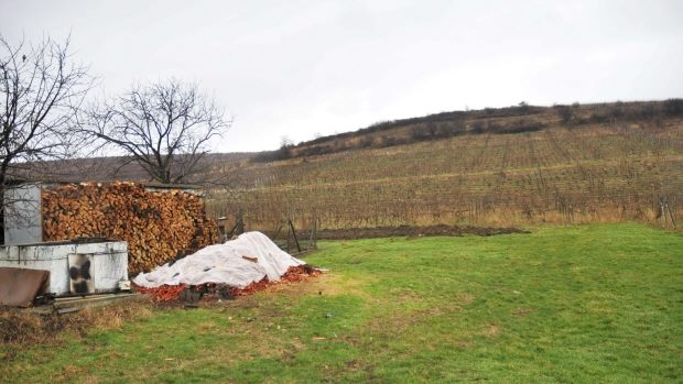 Rumnien Weingut mit Weinbergen bei Arad