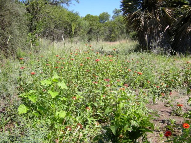 Grundst�ck der Ranch im Punillatal von Argentinien