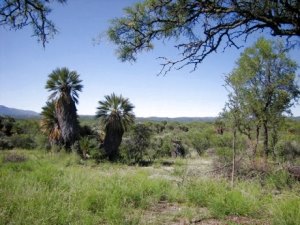 Farm in Cordoba Argentinien zum Kaufen