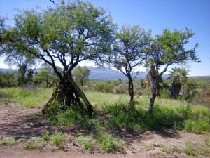 Grundst�ck Farmland in Argentinien
